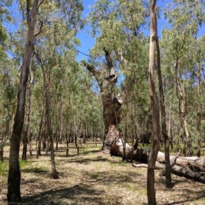 Barmah National Park