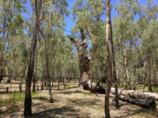 Barmah National Park